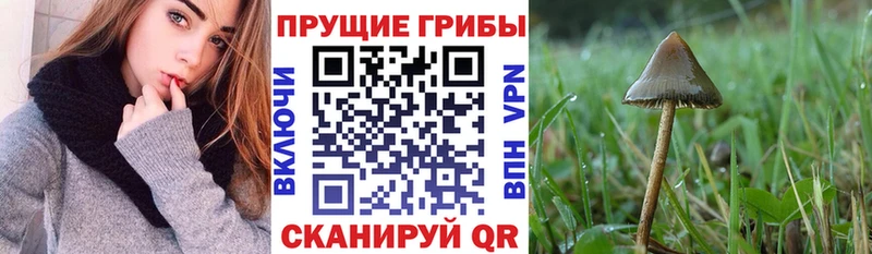 hydra ссылка  Жирновск  Галлюциногенные грибы прущие грибы 